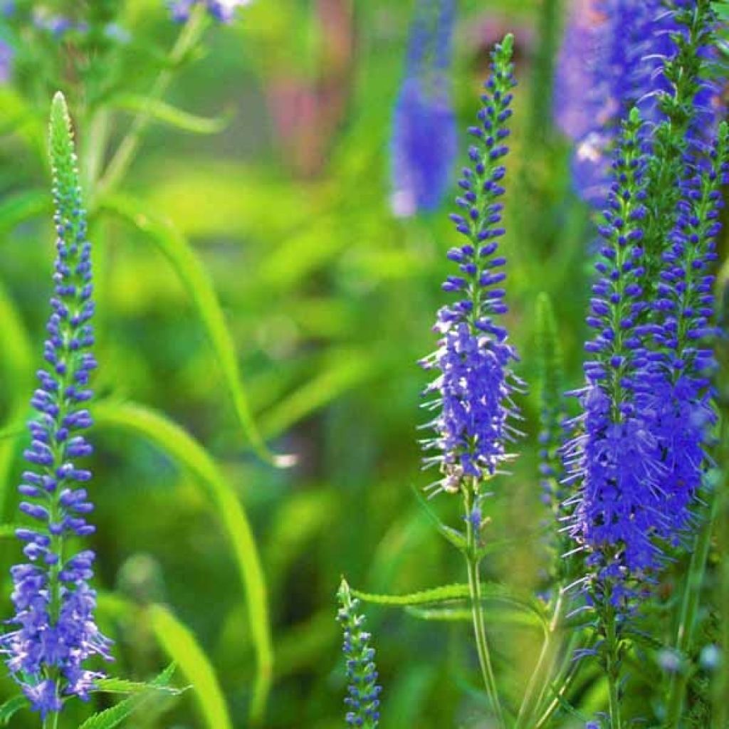 Langblättriger Ehrenpreis - Veronica longifolia