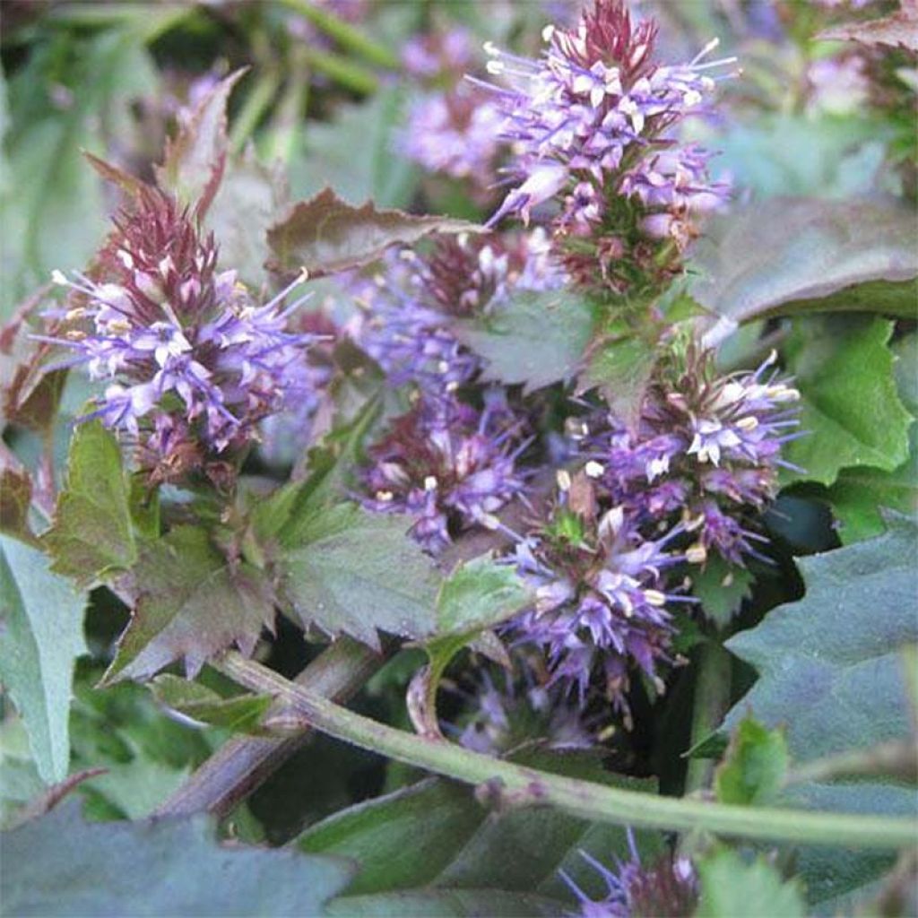 Veronicastrum latifolium - Breitblättriger Ehrenpreis