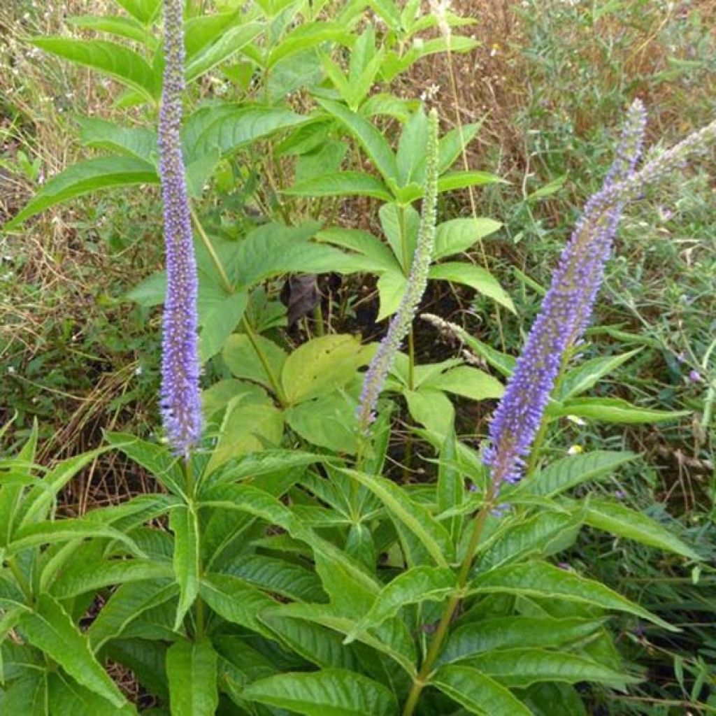 Veronicastrum virginicum Apollo - Virginischer Arzneiehrenpreis