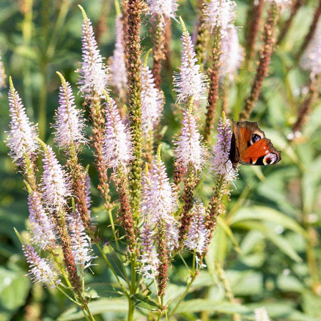 Veronicastrum virginicum Challenger - Virginischer Arzneiehrenpreis