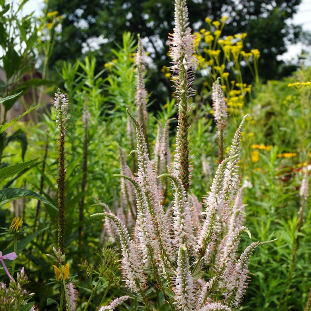 Veronicastrum virginicum Challenger - Véronique de Virginie