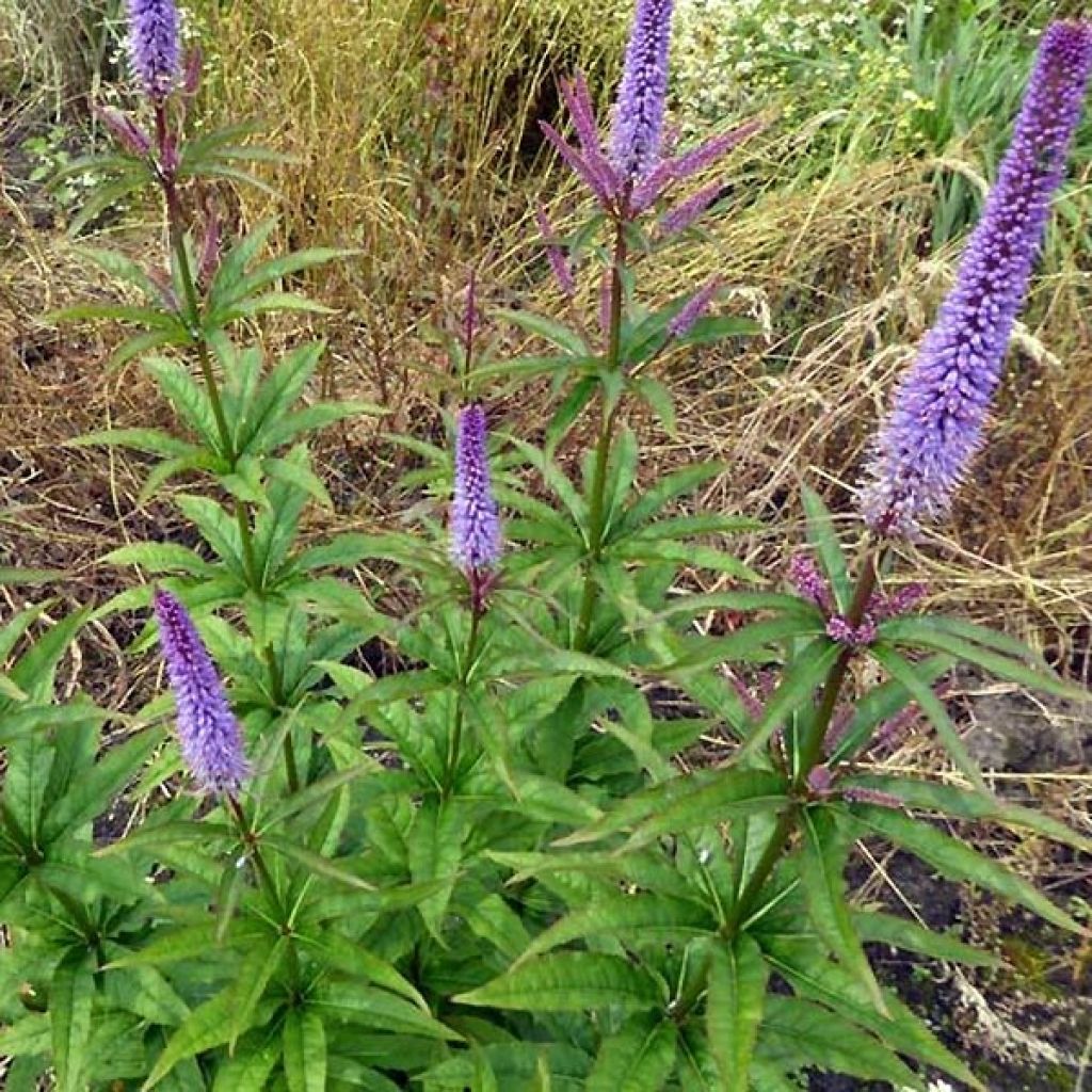 Veronicastrum virginicum Cupid - Virginischer Arzneiehrenpreis