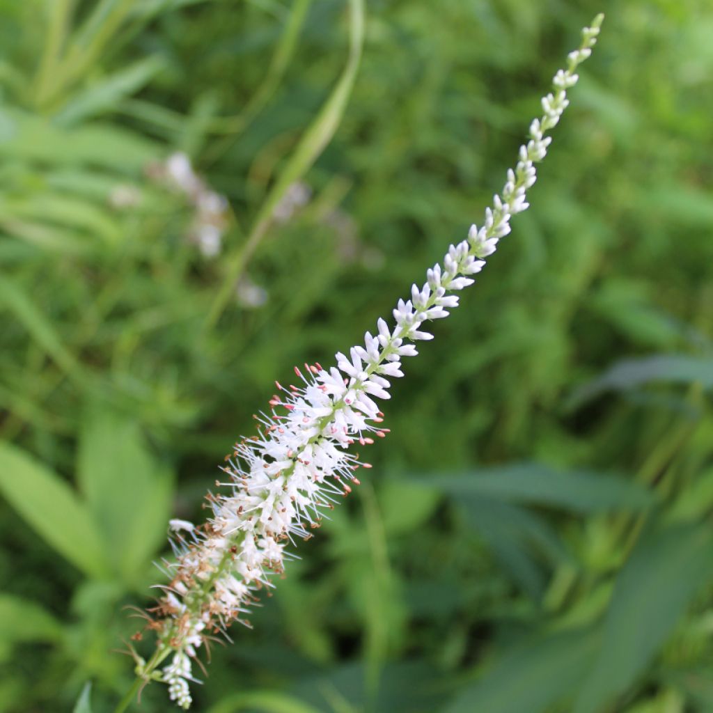 Veronicastrum virginicum Diane - Virginischer Arzneiehrenpreis