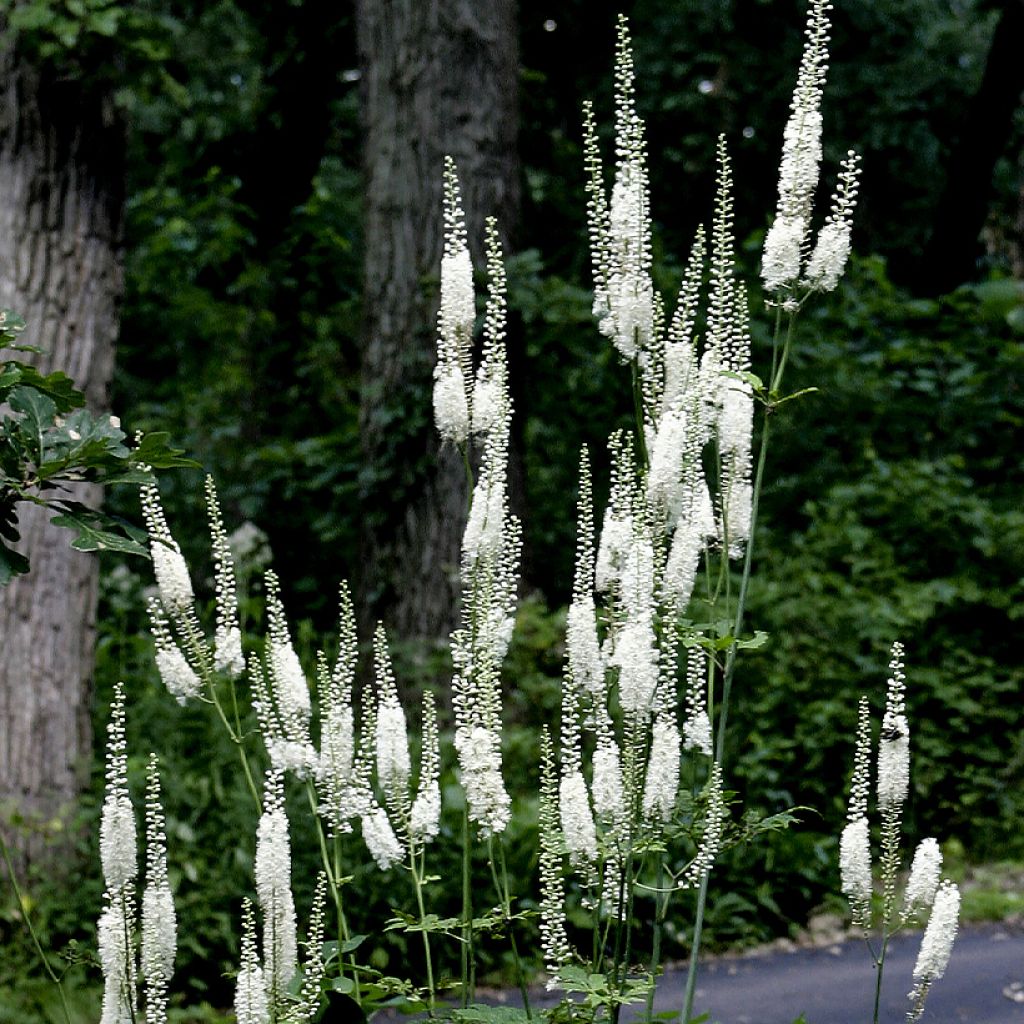 Veronicastrum virginicum Diane - Virginischer Arzneiehrenpreis