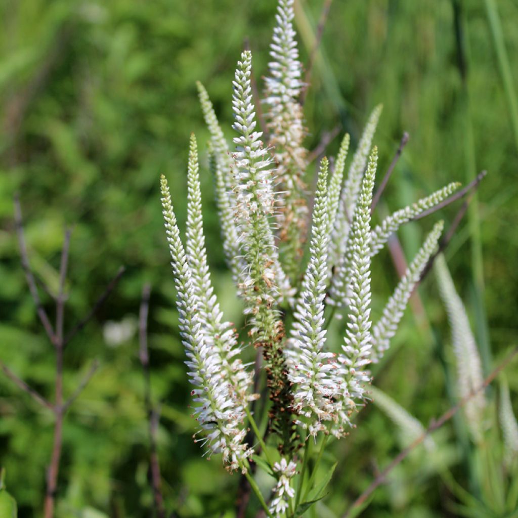 Veronicastrum virginicum Diane - Virginischer Arzneiehrenpreis