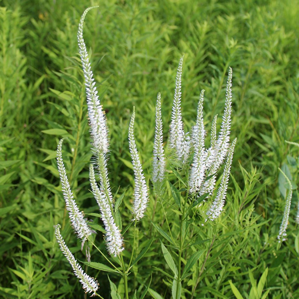 Veronicastrum virginicum Diane - Virginischer Arzneiehrenpreis