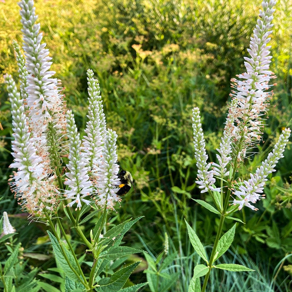 Veronicastrum virginicum Diane - Virginischer Arzneiehrenpreis