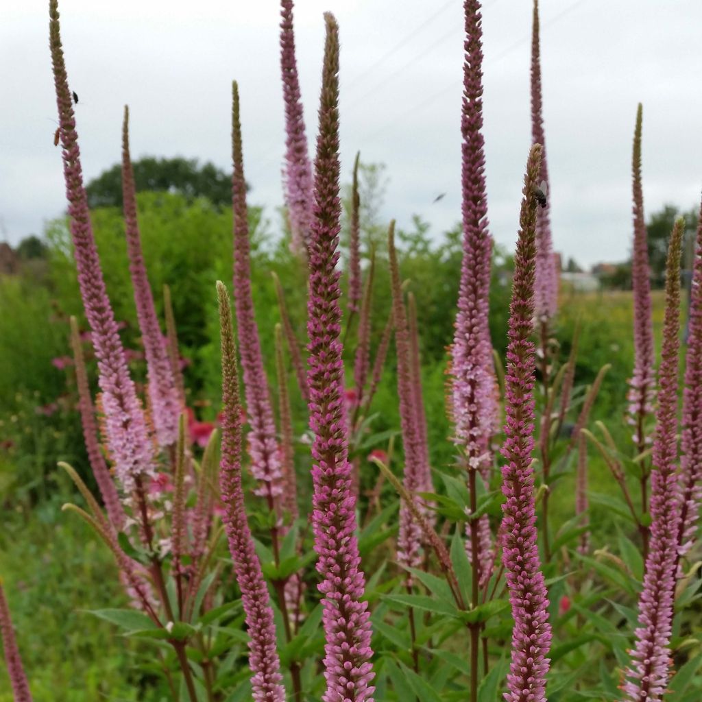 Veronicastrum virginicum Erica - Virginischer Arzneiehrenpreis