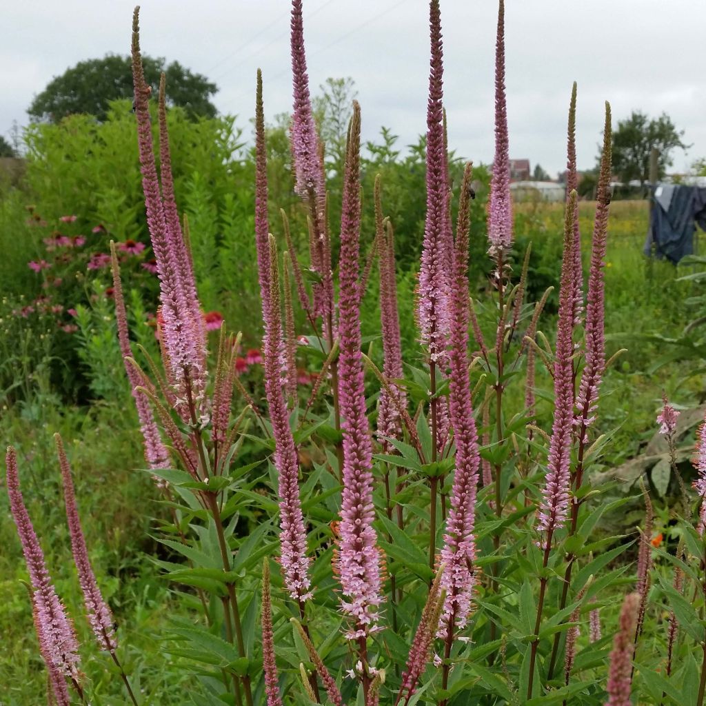 Veronicastrum virginicum Erika - Véronique de Virginie