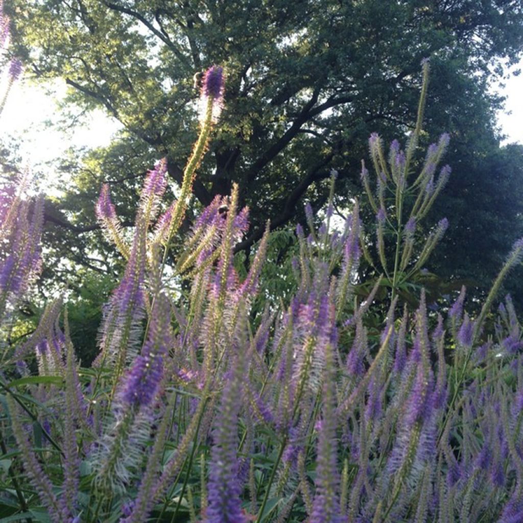 Veronicastrum virginicum Fascination - Véronique de Virginie