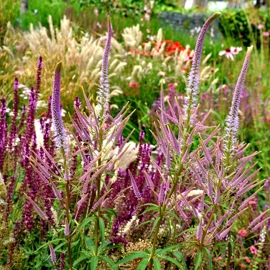 Veronicastrum virginicum Fascination - Véronique de Virginie