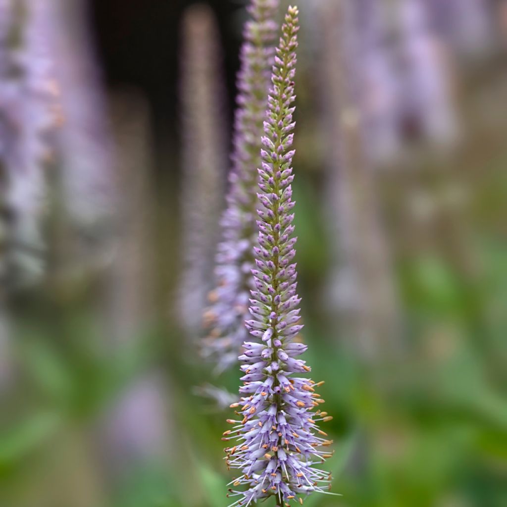 Veronicastrum virginicum Fascination - Virginischer Arzneiehrenpreis