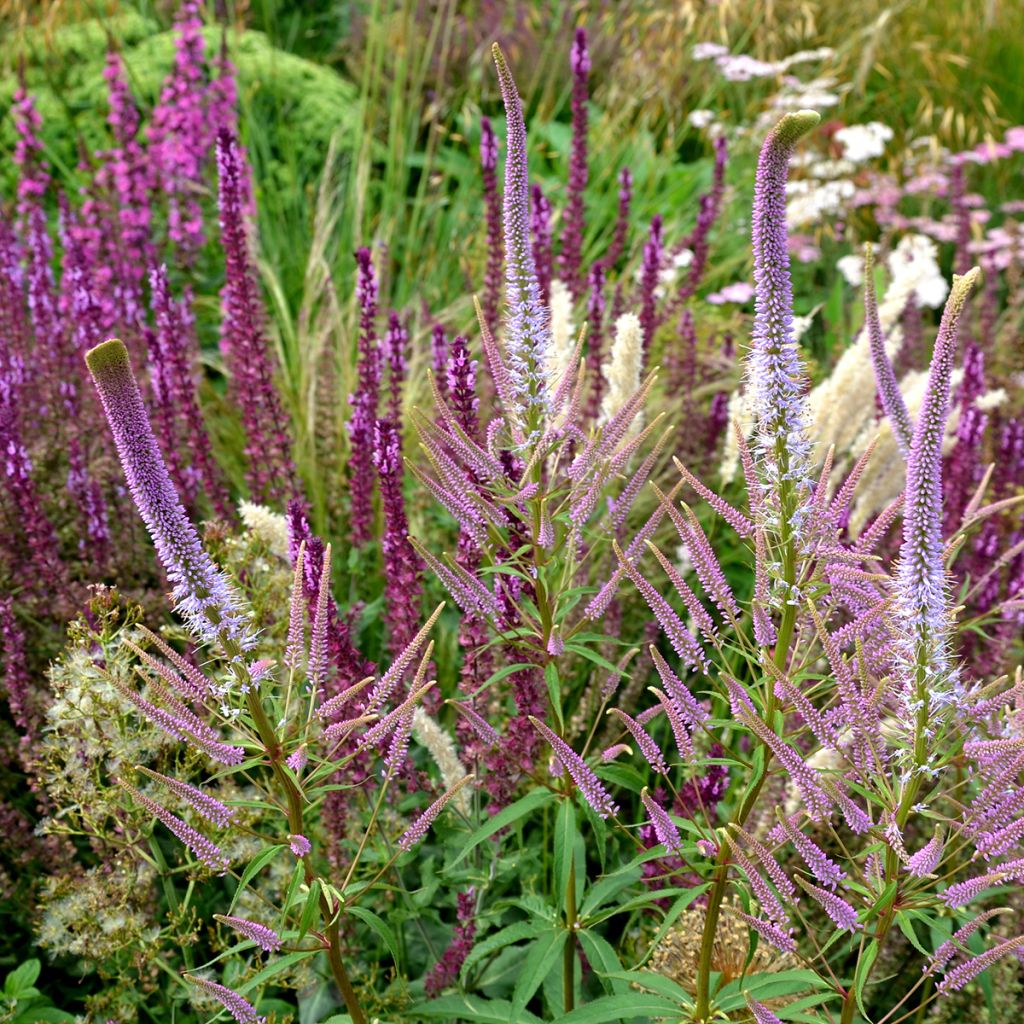 Veronicastrum virginicum Fascination - Virginischer Arzneiehrenpreis