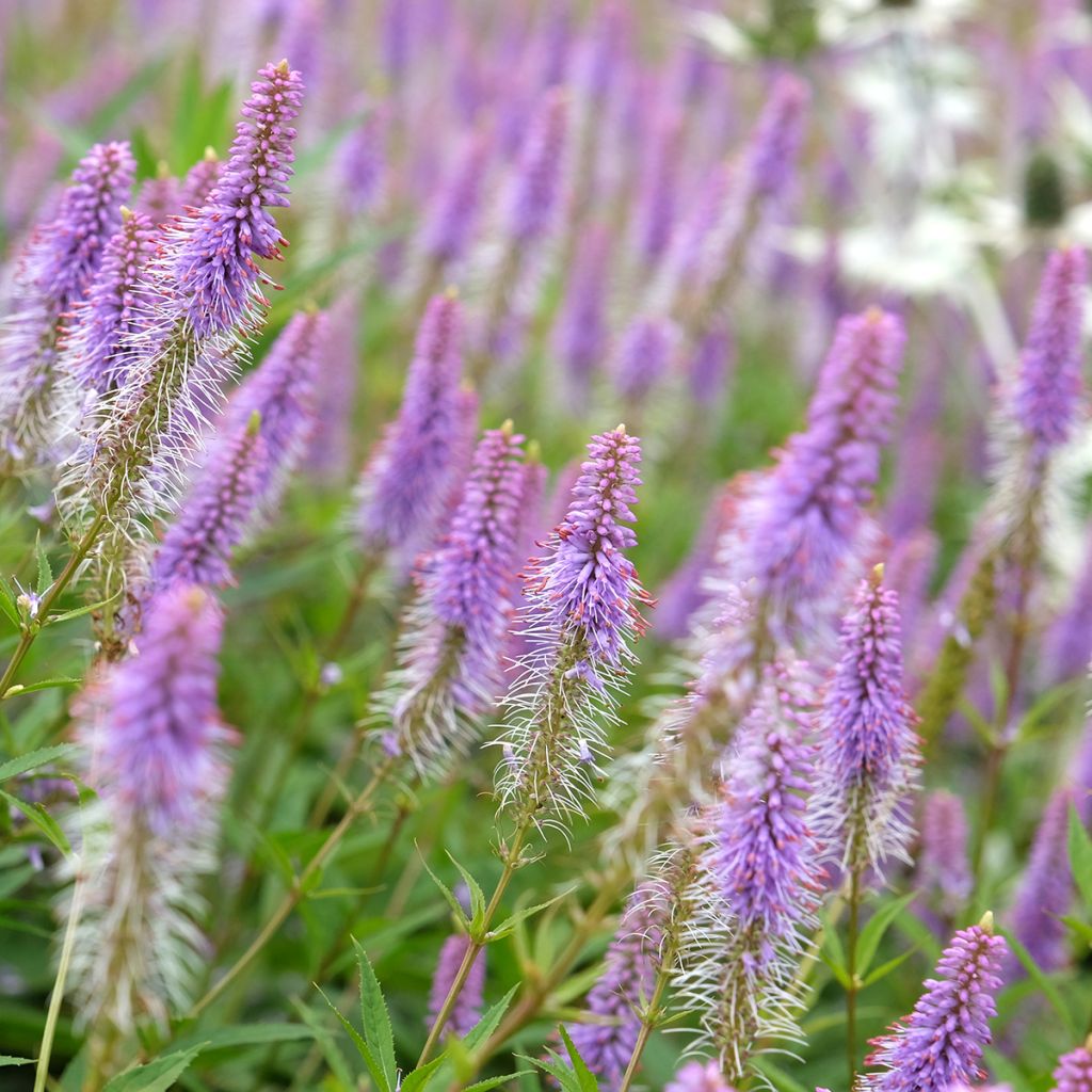 Veronicastrum virginicum Fascination - Virginischer Arzneiehrenpreis