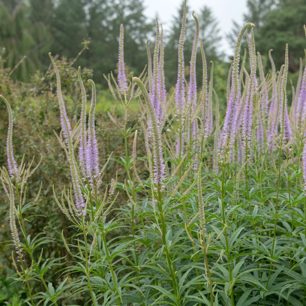 Veronicastrum virginicum Green Tip - Virginischer Arzneiehrenpreis