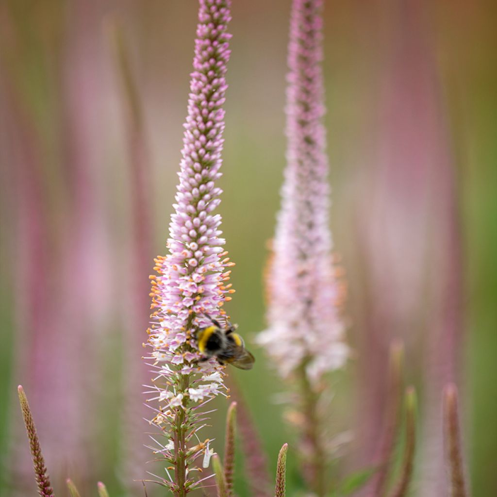 Veronicastrum virginicum Kleine Erika - Virginischer Arzneiehrenpreis