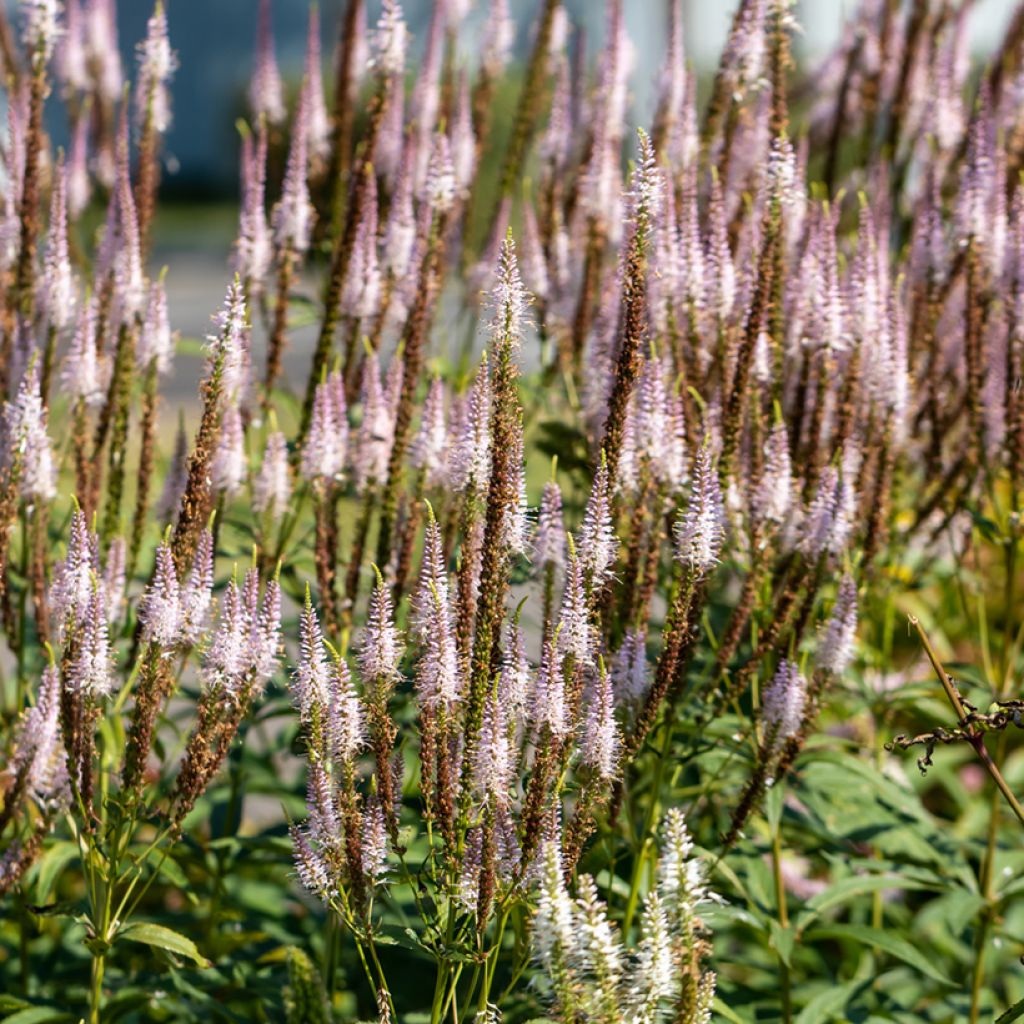 Veronicastrum virginicum Kleine Erika - Virginischer Arzneiehrenpreis