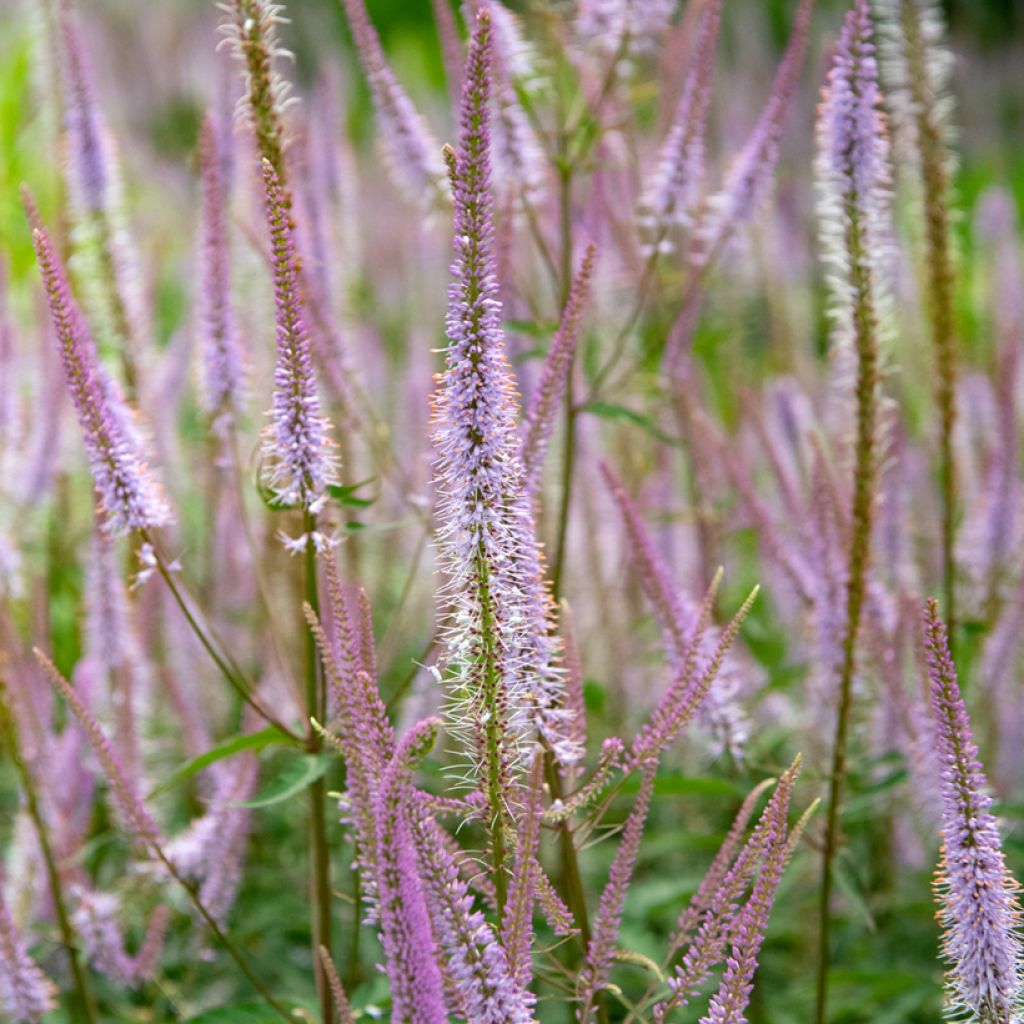 Veronicastrum virginicum Kleine Erika - Virginischer Arzneiehrenpreis