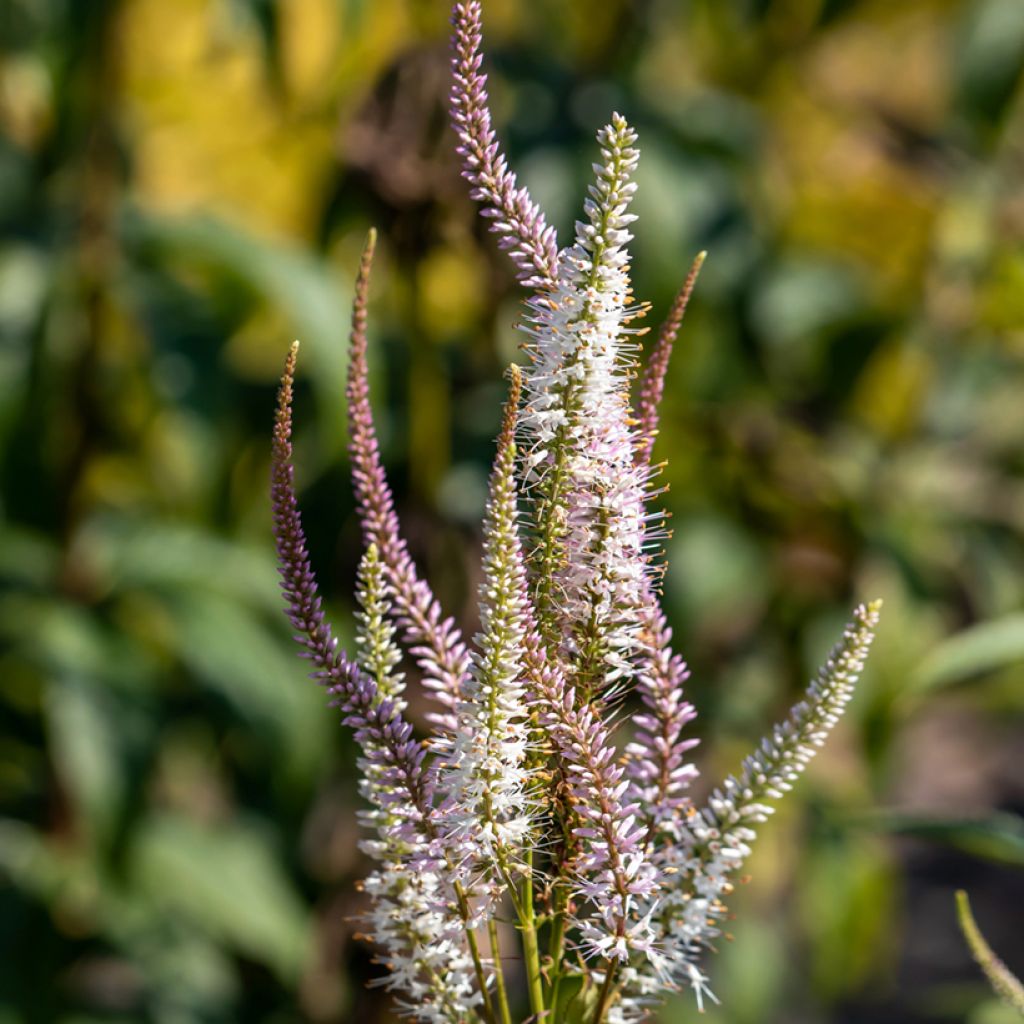 Veronicastrum virginicum Kleine Erika - Virginischer Arzneiehrenpreis