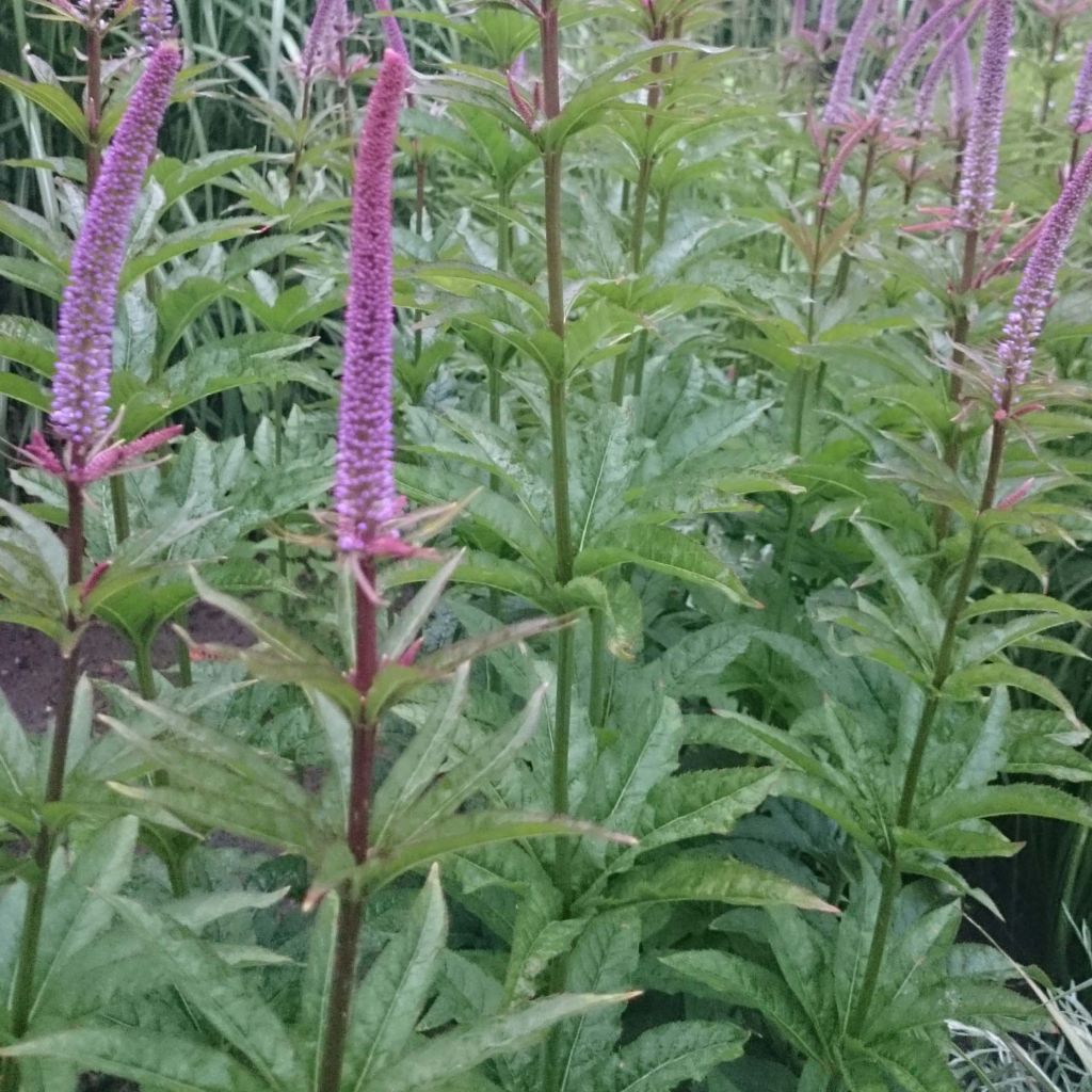 Veronicastrum virginicum Red Arrows - Véronique de Virginie