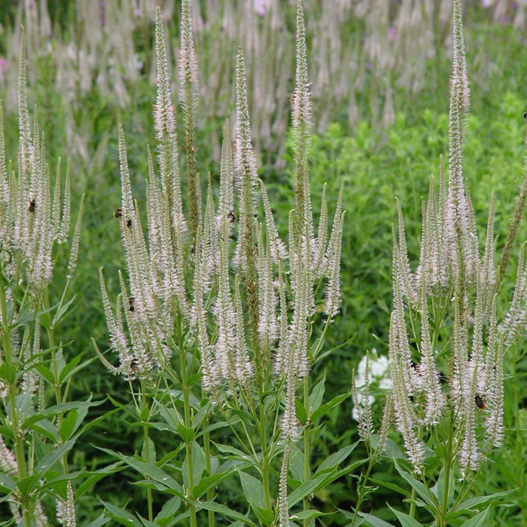 Veronicastrum virginicum Lavendelturm - Virginischer Arzneiehrenpreis