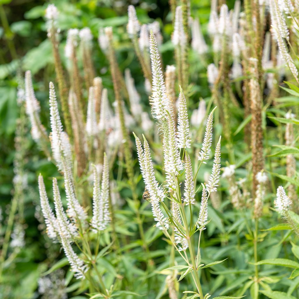 Veronicastrum virginicum var. album - Virginischer Arzneiehrenpreis