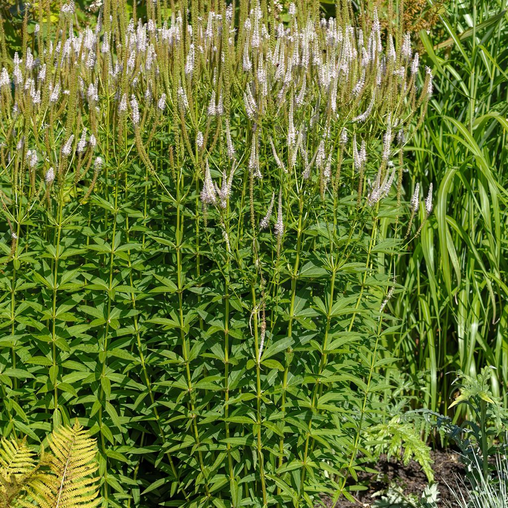 Veronicastrum virginicum var. album - Virginischer Arzneiehrenpreis