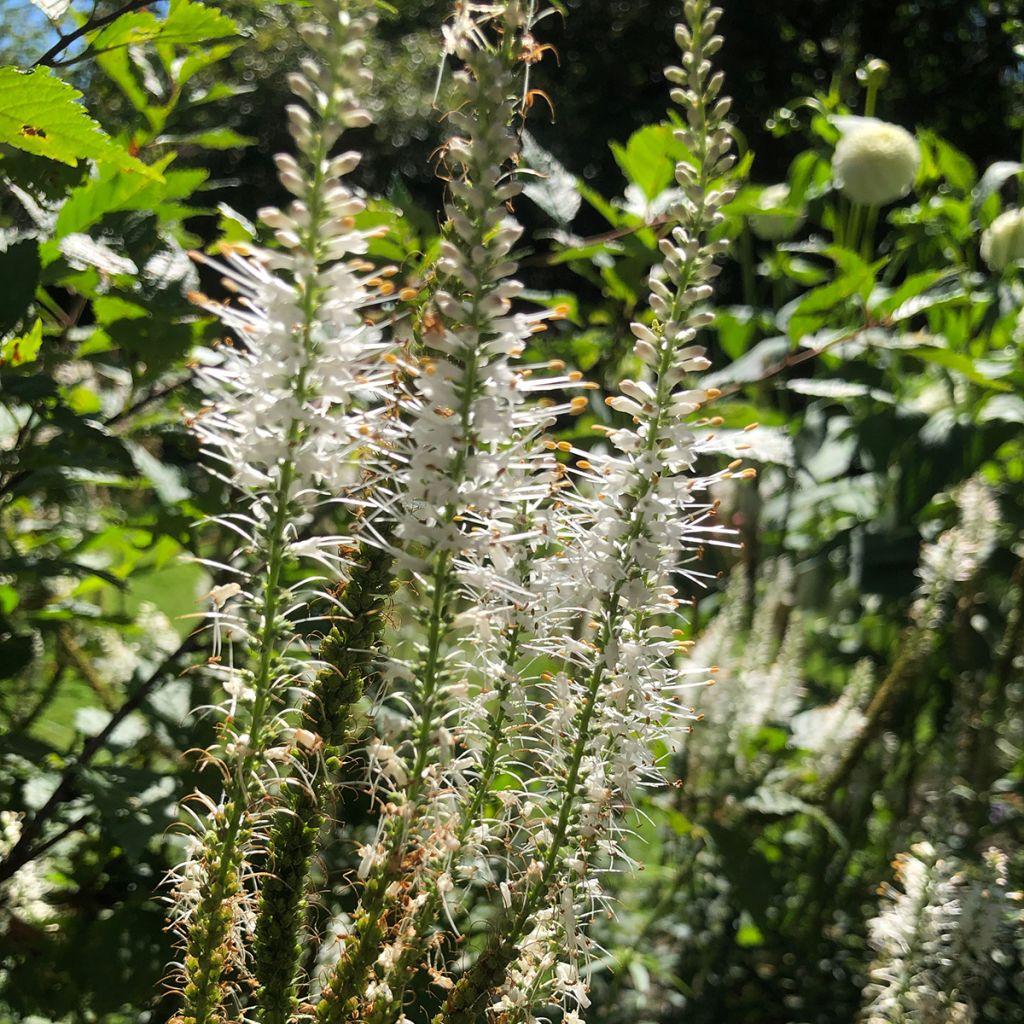 Veronicastrum virginicum var. album - Virginischer Arzneiehrenpreis