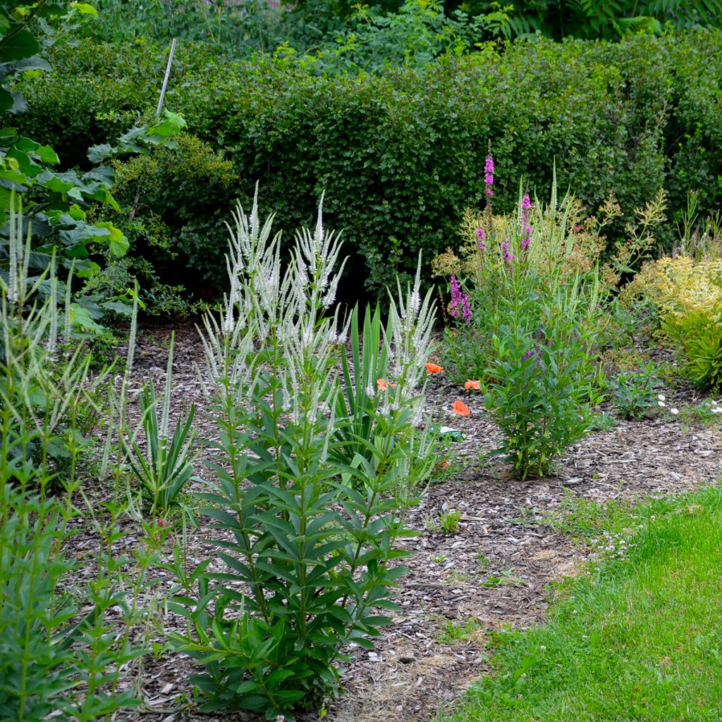 Veronicastrum virginicum var. album - Virginischer Arzneiehrenpreis