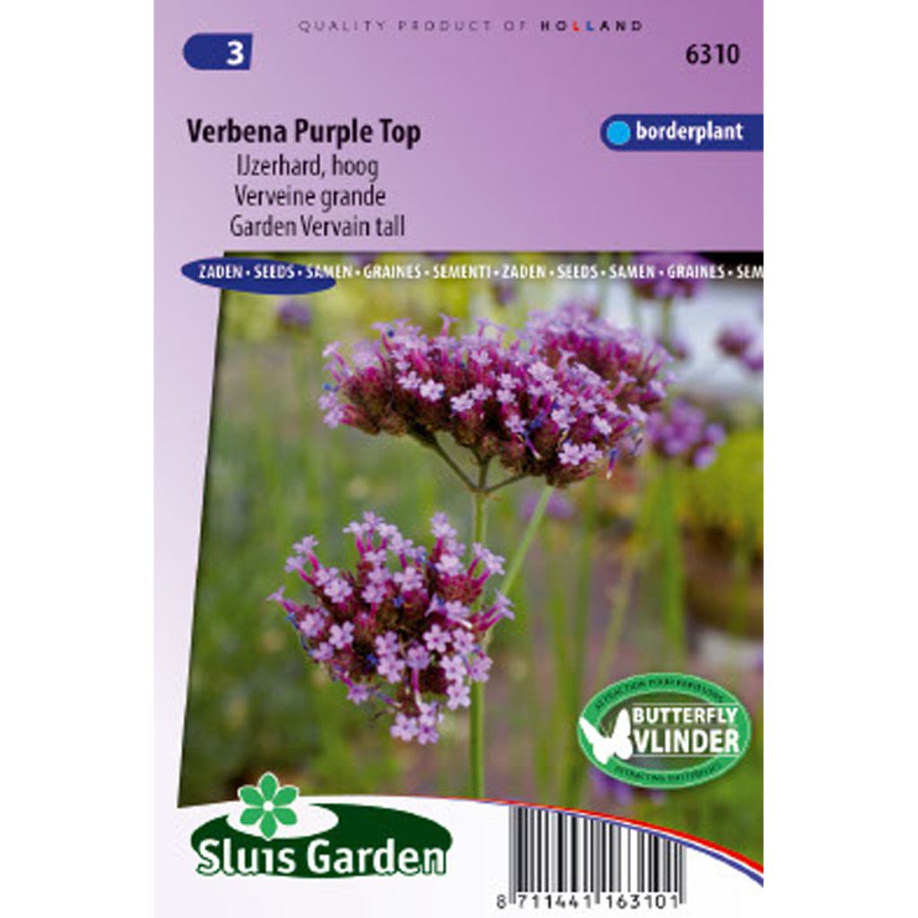 Verbena bonariensis Purple Top (Samen) - Argentinisches Eisenkraut