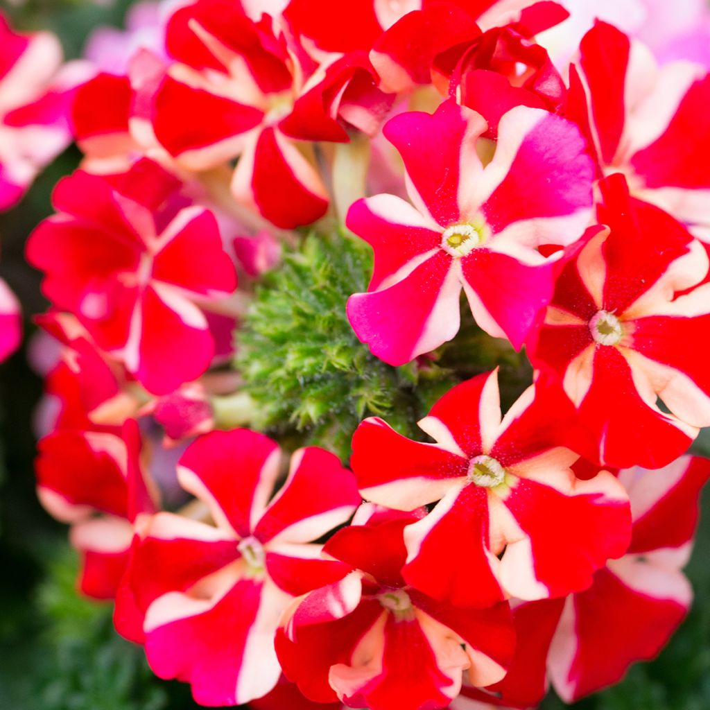 Verbena peruviana Firehouse Peppermint - Peruanisches Eisenkraut