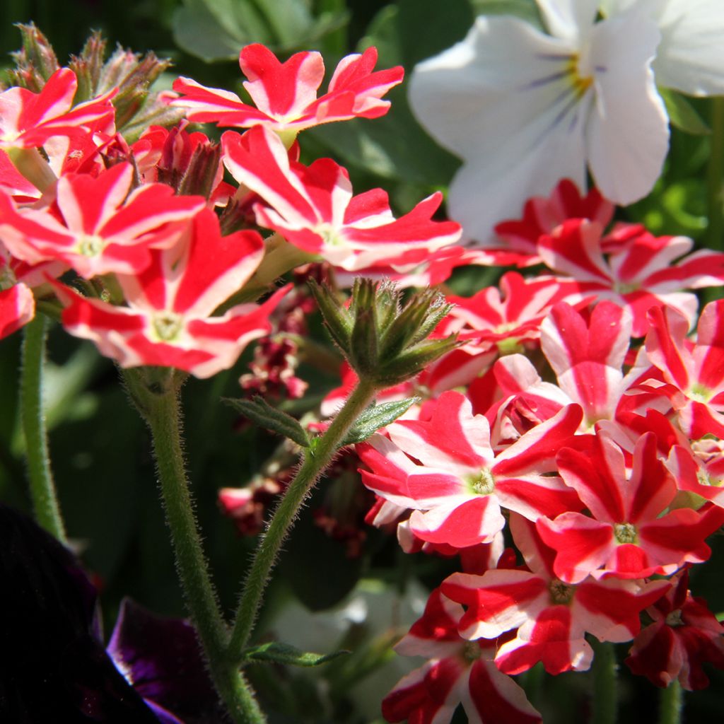 Verbena peruviana Firehouse Peppermint - Peruanisches Eisenkraut