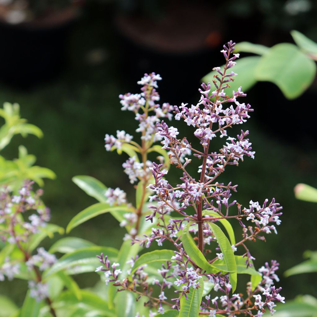 Zitronenstrauch Bio - Aloysia citriodora