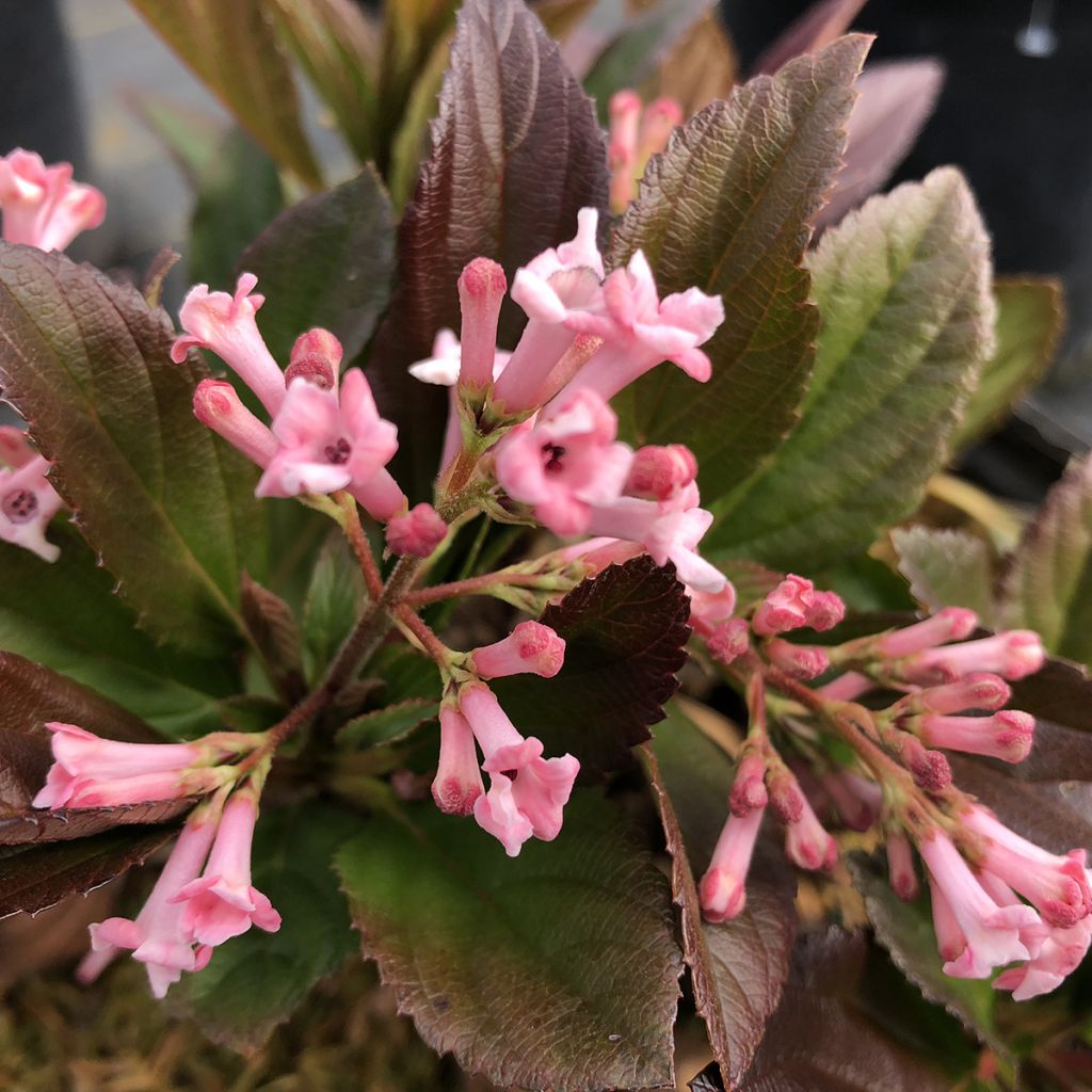 Bodnant-Winterschneeball Sweet Talker - Viburnum bodnantense x suspensum