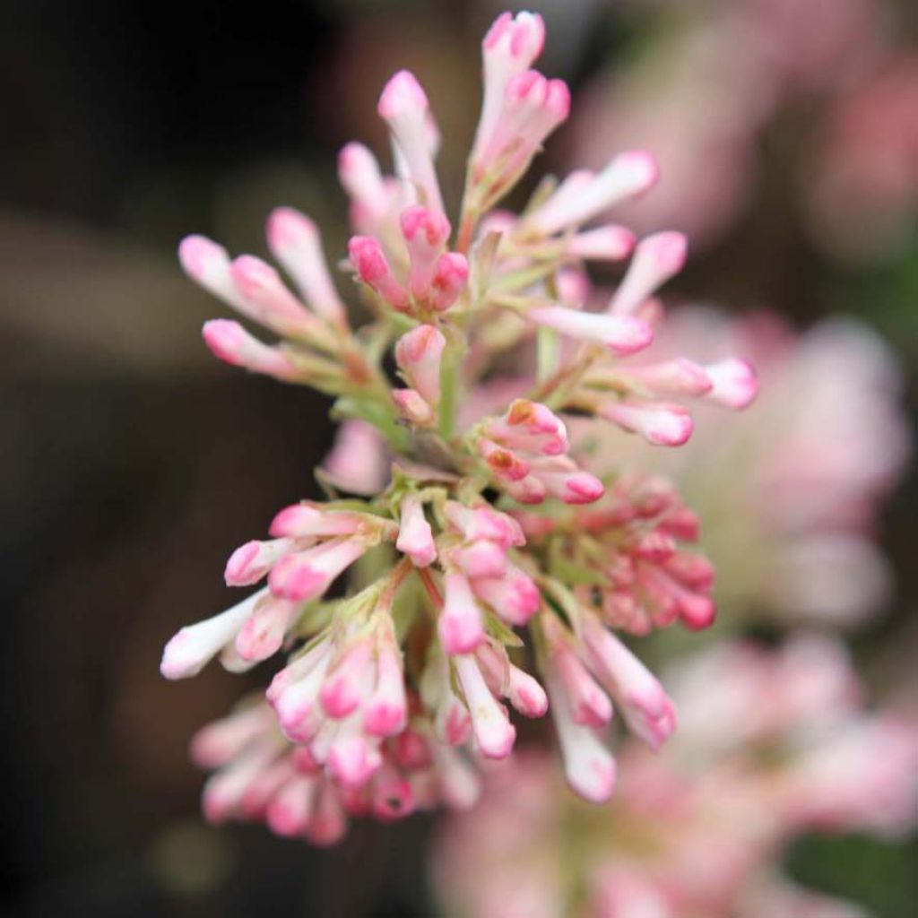 Bodnant-Winterschneeball Charles Lamont - Viburnum bodnantense