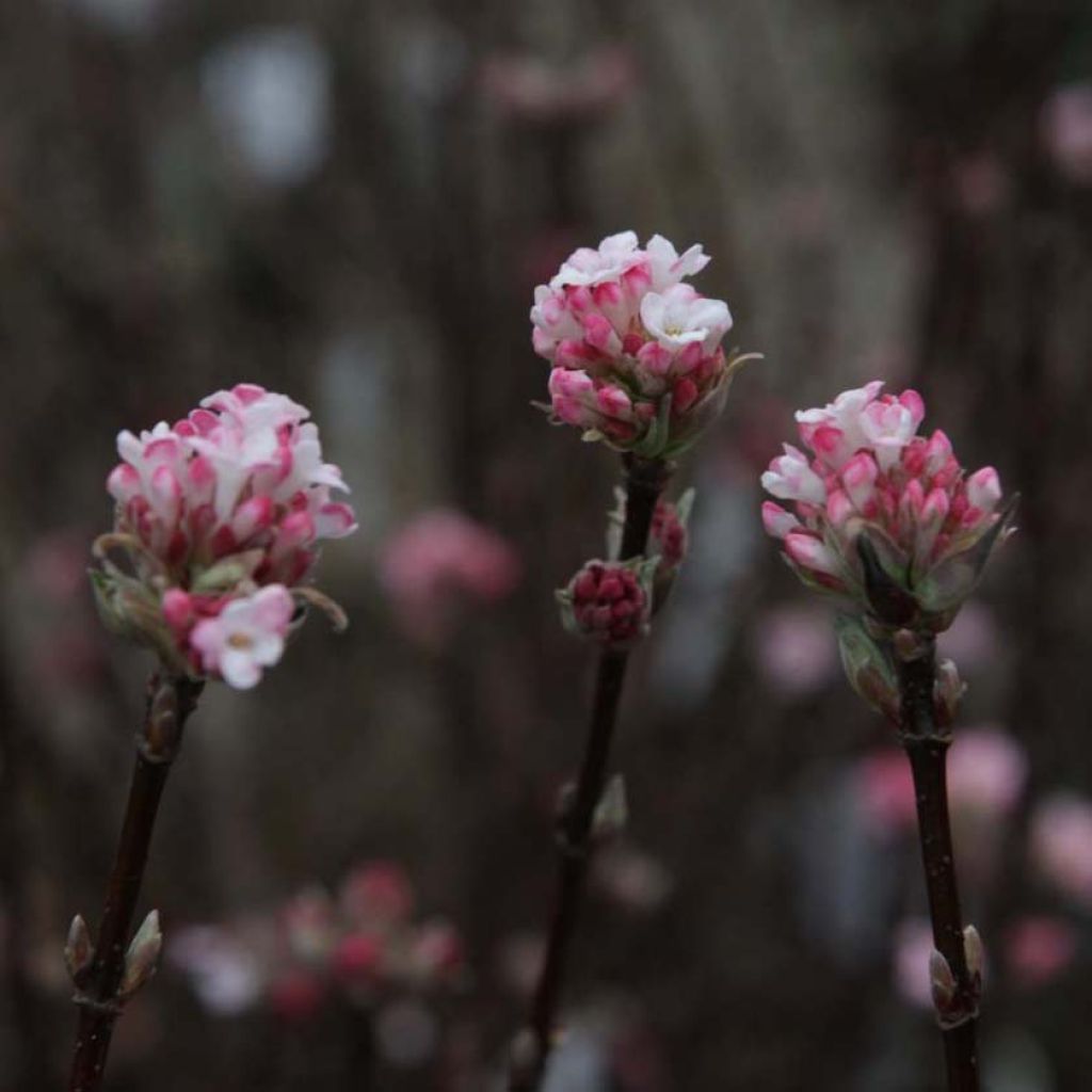 Viorne d'hiver - Viburnum bodnantense Charles Lamont.