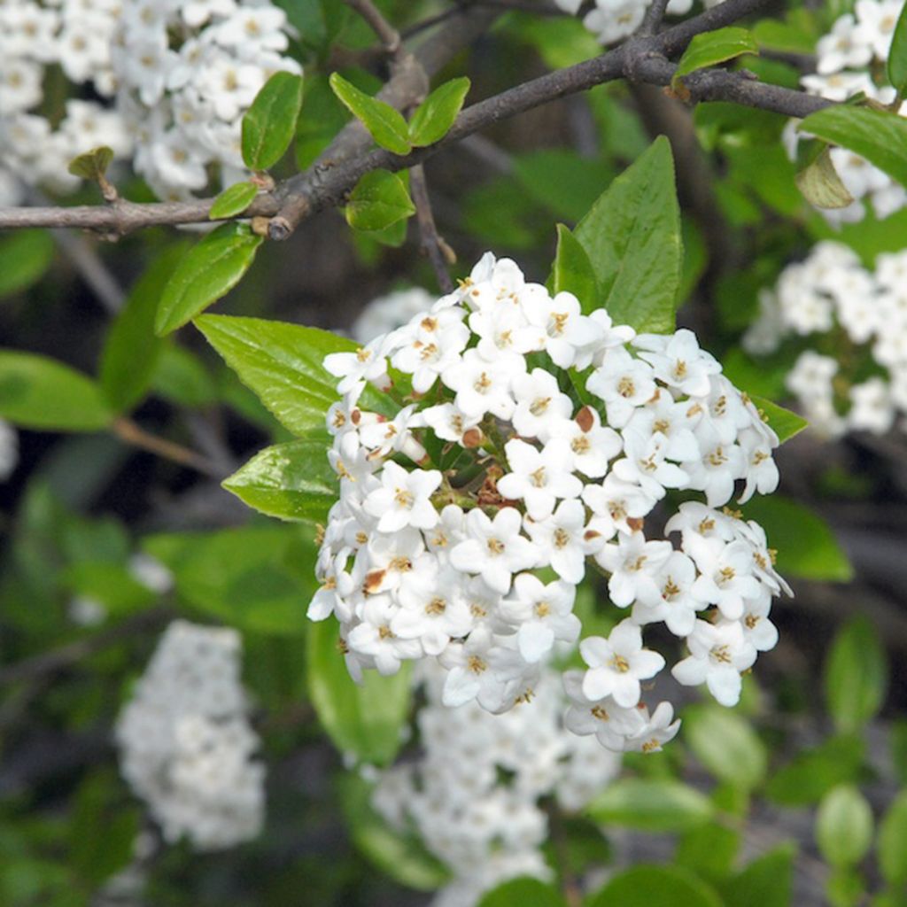 Burkwoods Schneeball - Viburnum burkwoodii