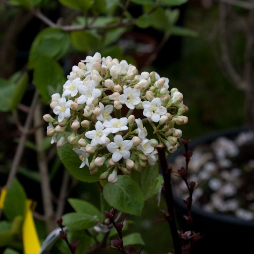 Großblumiger Duftschneeball - Viburnum carlcephalum