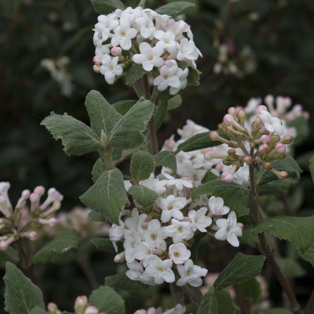 Koreanischer Duft-Schneeball Caprifoliaceae - Viburnum carlesii