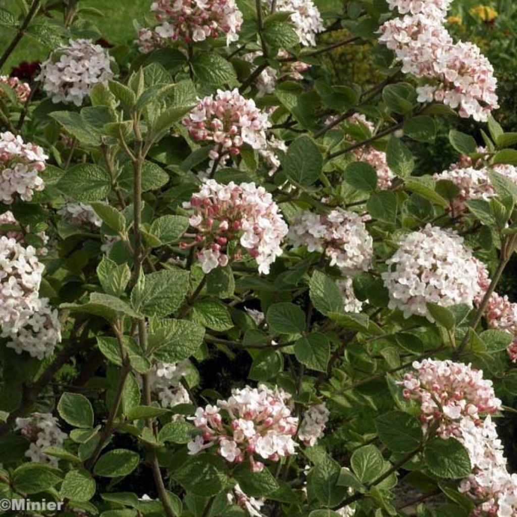 Viorne, Viburnum carlesii Aurora