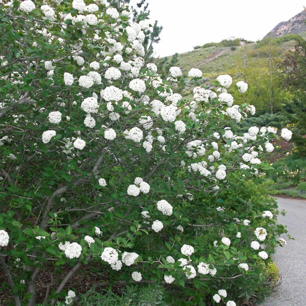 Koreanischer Duft-Schneeball Juddii - Viburnum carlesii