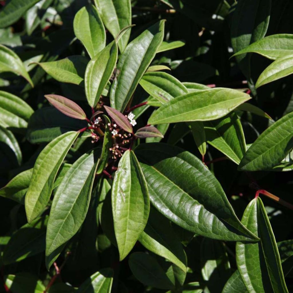 Immergrüner Kissen-Schneeball Angustifolium - Viburnum davidii