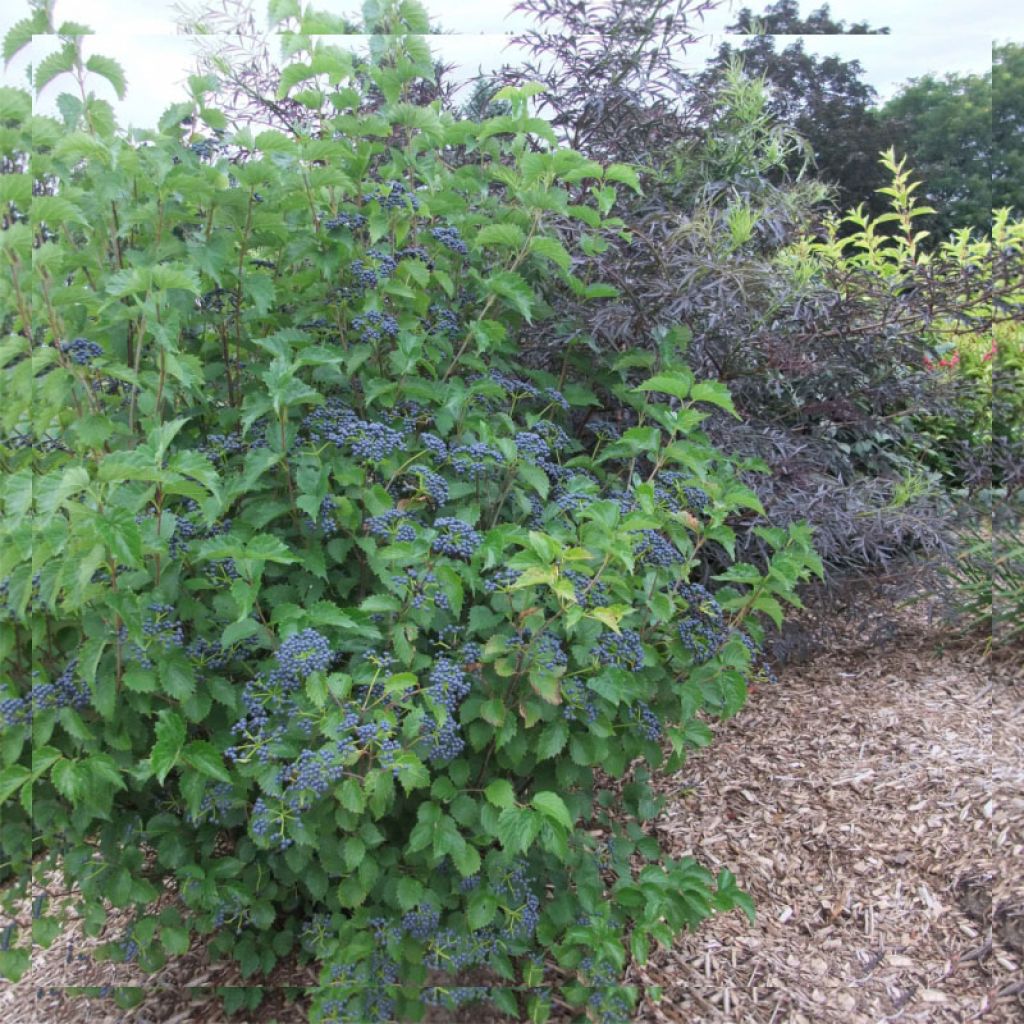 Gezähnter Schneeball Blue Muffin - Viburnum dentatum