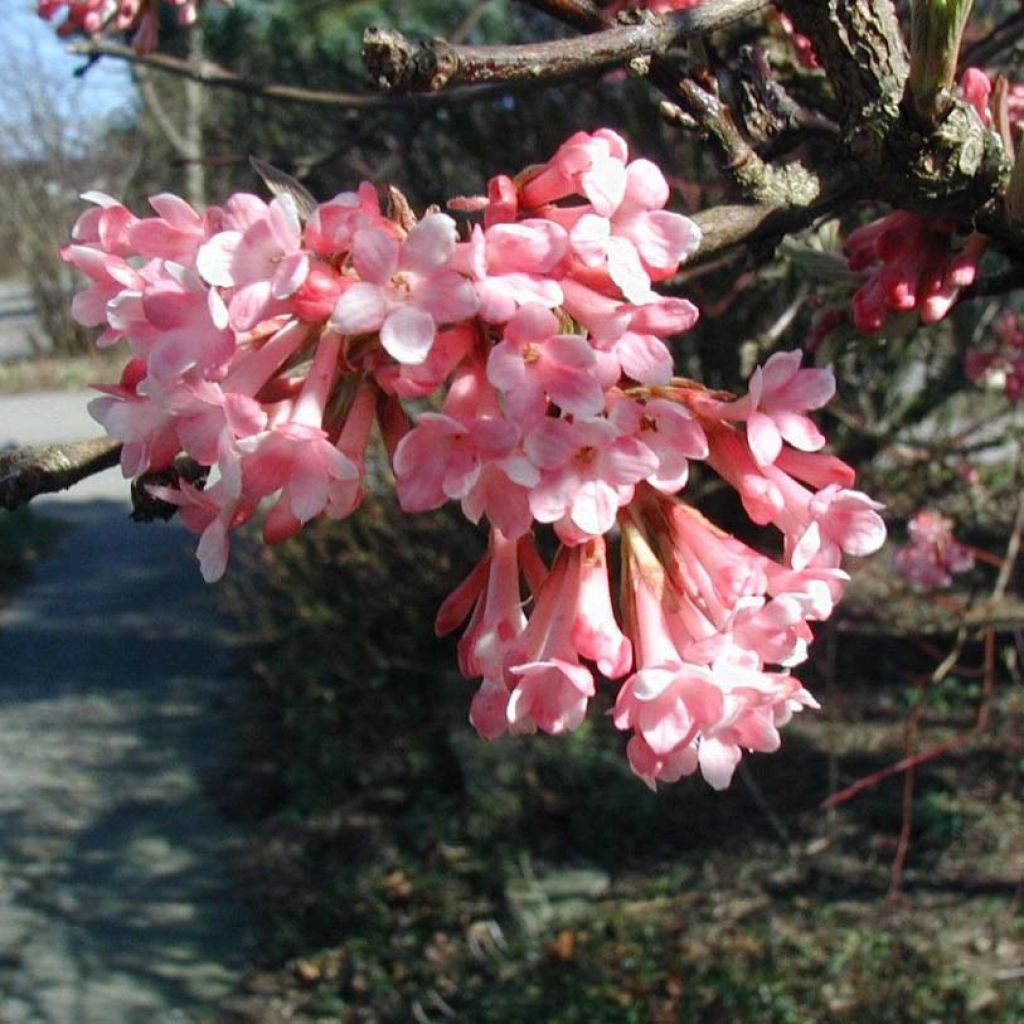 Farrers Schneeball - Viburnum farreri