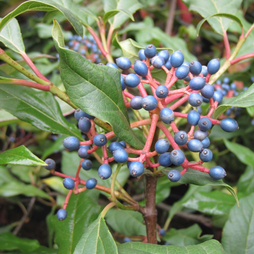 Immergrüner Kissen-Schneeball Jermyns Globe - Viburnum davidii