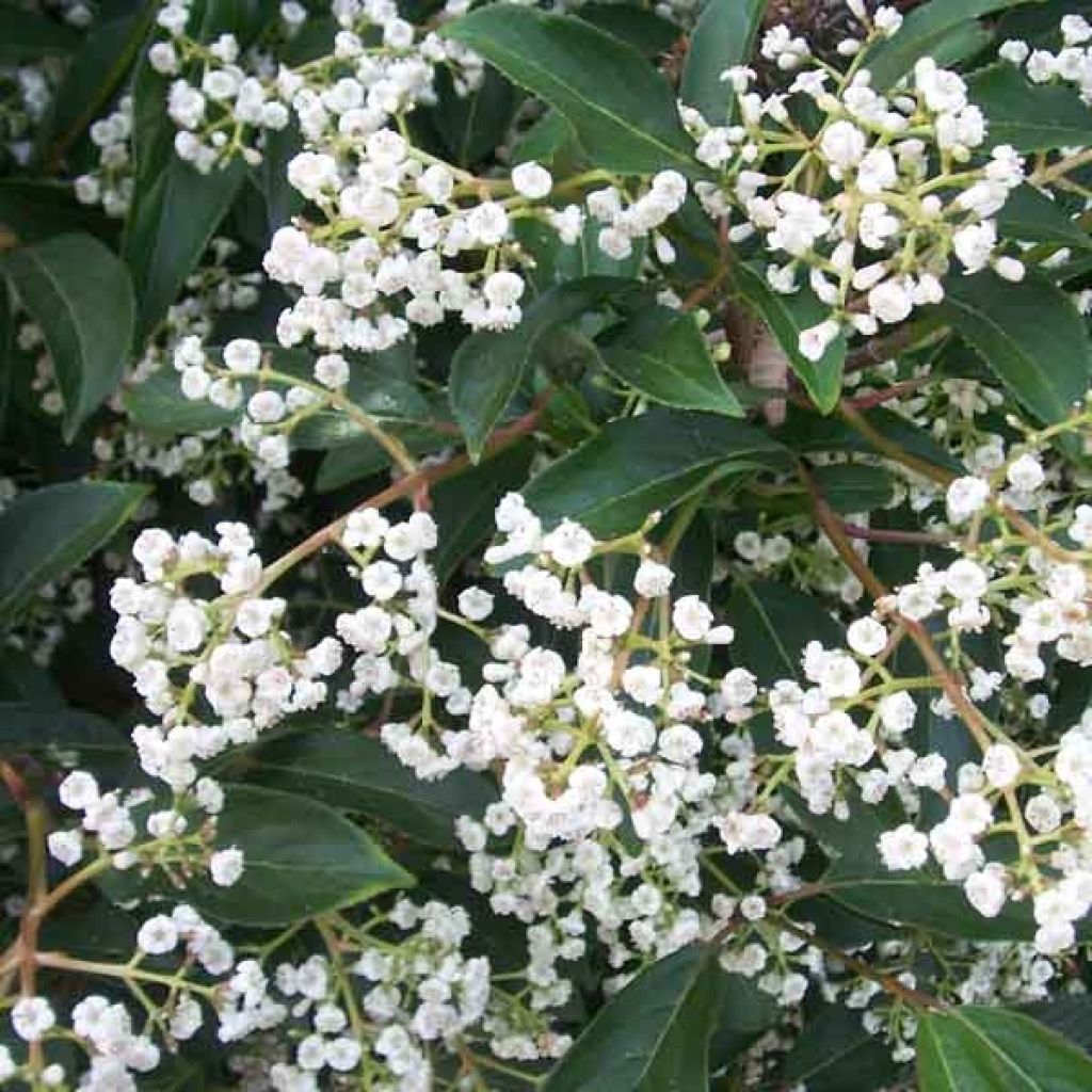 Viorne - Viburnum hillieri Winton