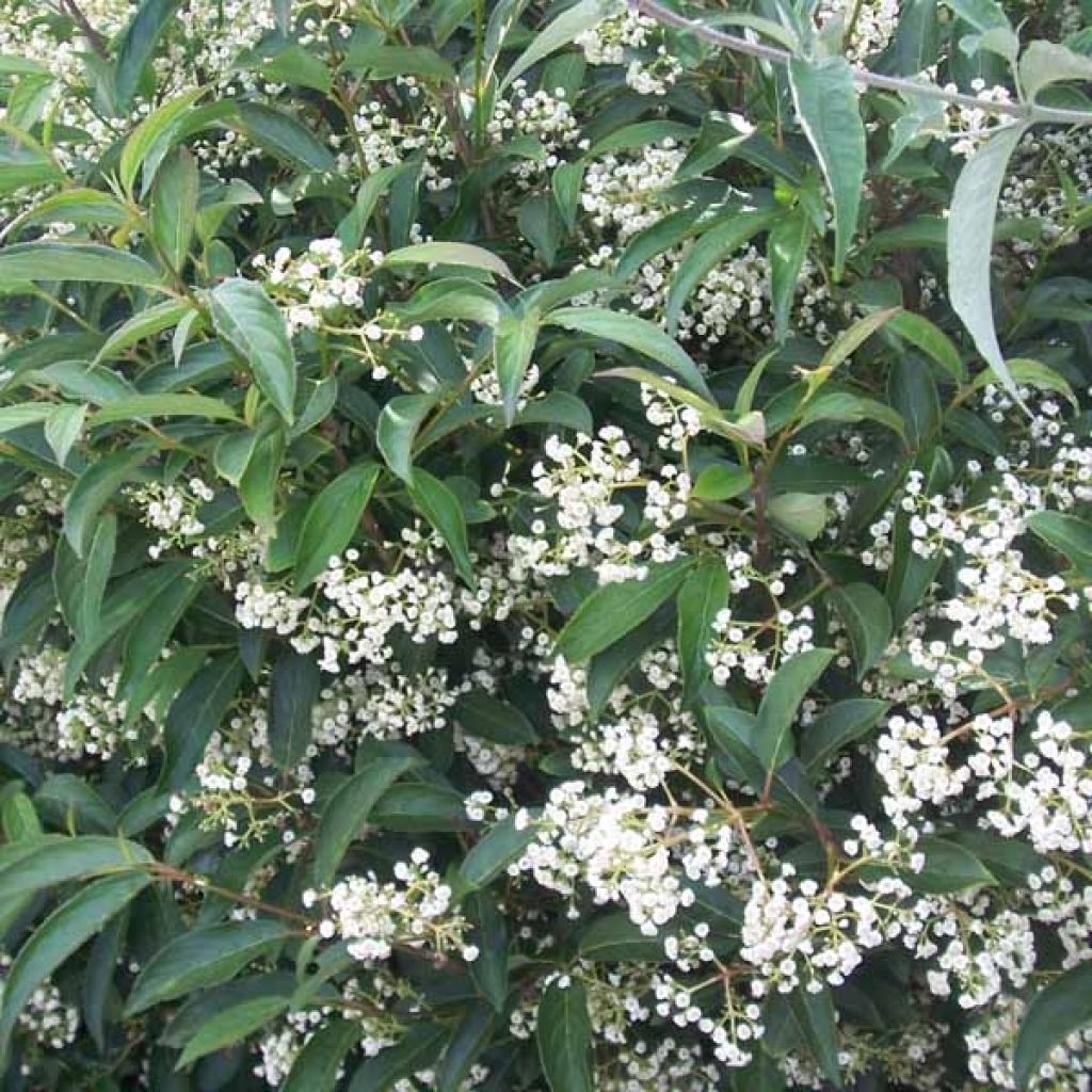 Wintergrüner Schneeball Winton - Viburnum hillieri