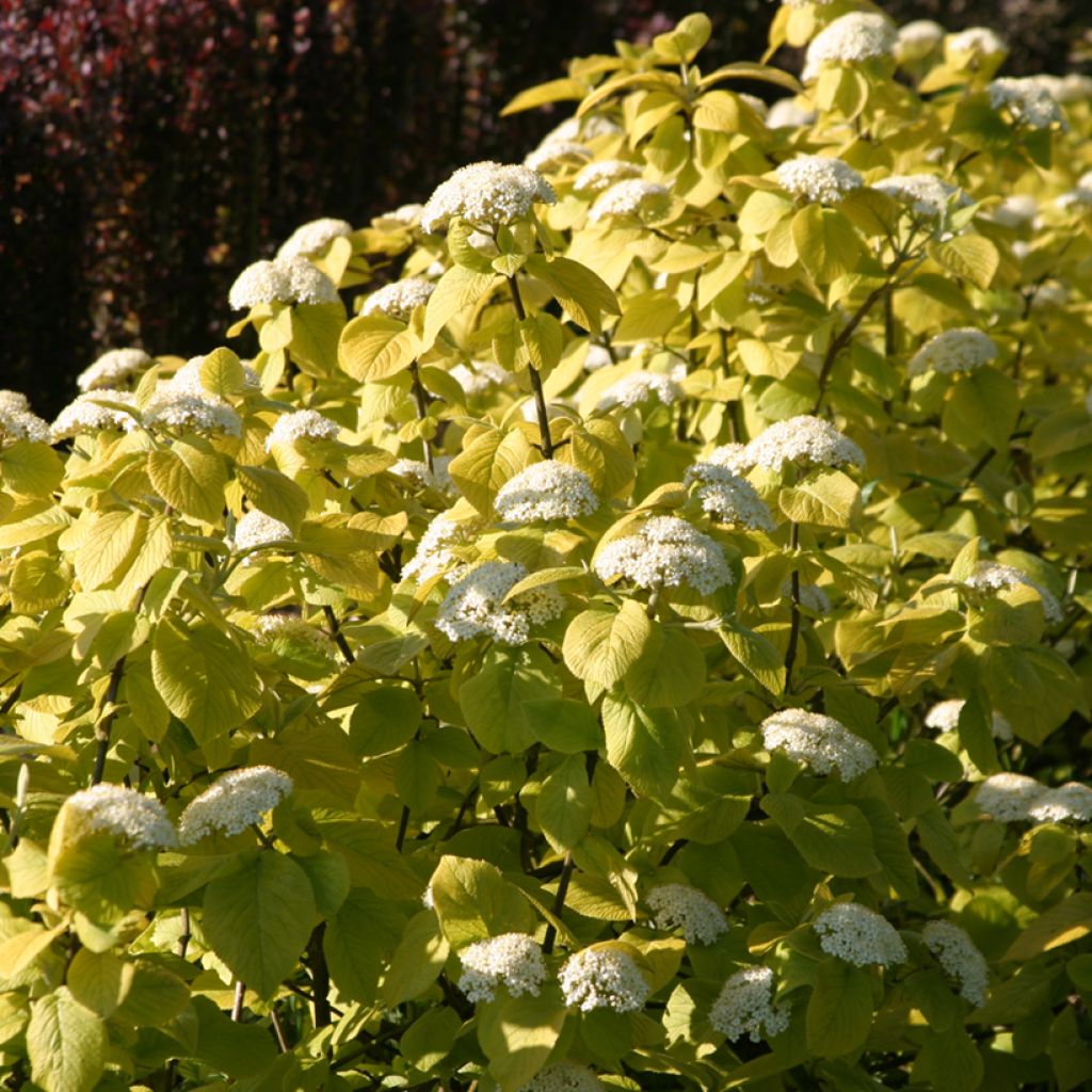 Wolliger Schneeball Aureum - Viburnum lantana