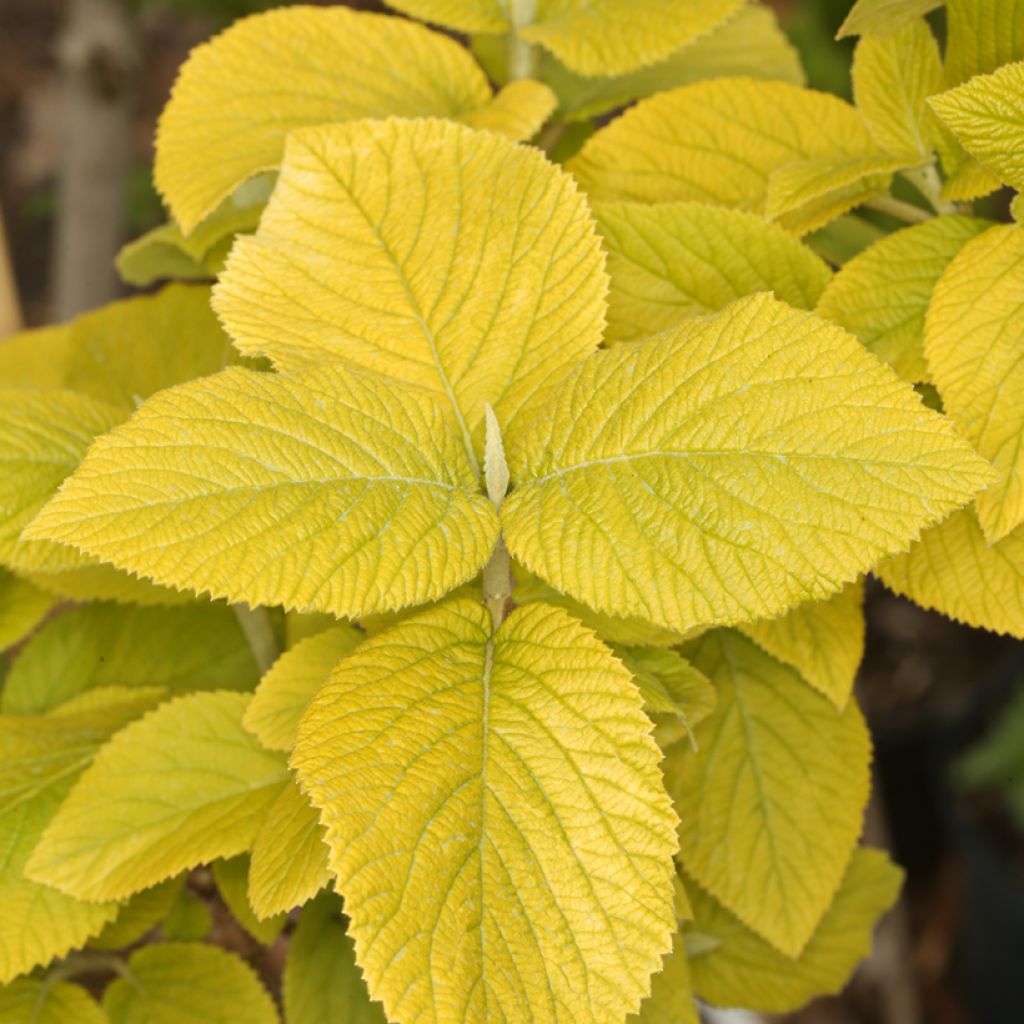 Wolliger Schneeball Aureum - Viburnum lantana