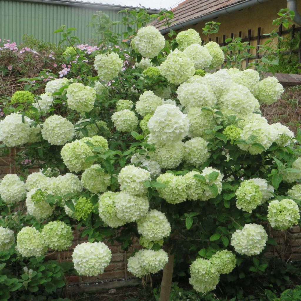 Viburnum macrocephalum Happy Fortuna - Viorne à grosse tête